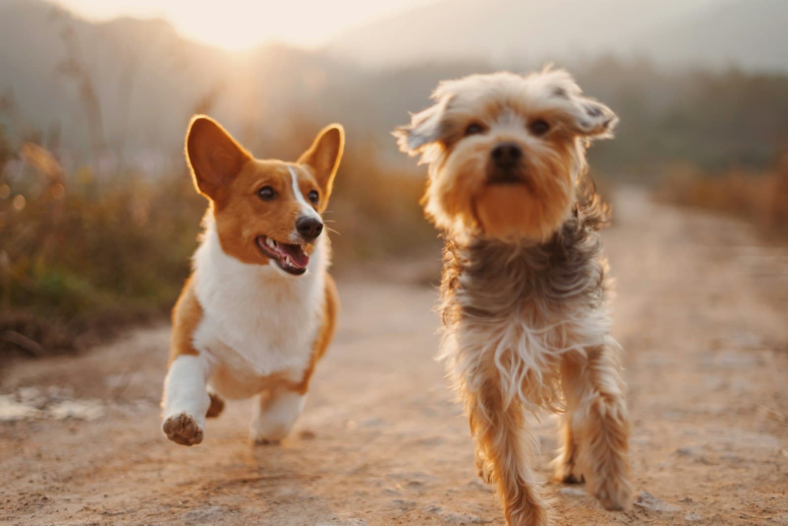 Pets World